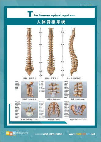 人体脊椎图 脊椎神经系统图 人体系统图