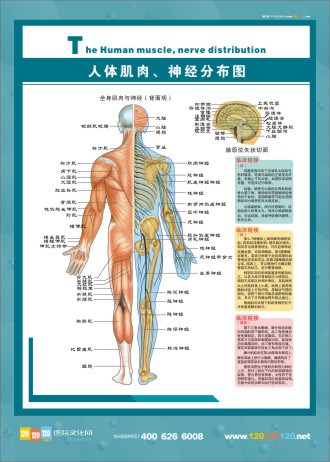 人体神经分布图 肌肉分布图 人体肌肉分布图 人体肌肉解剖图 人体肌肉结构图