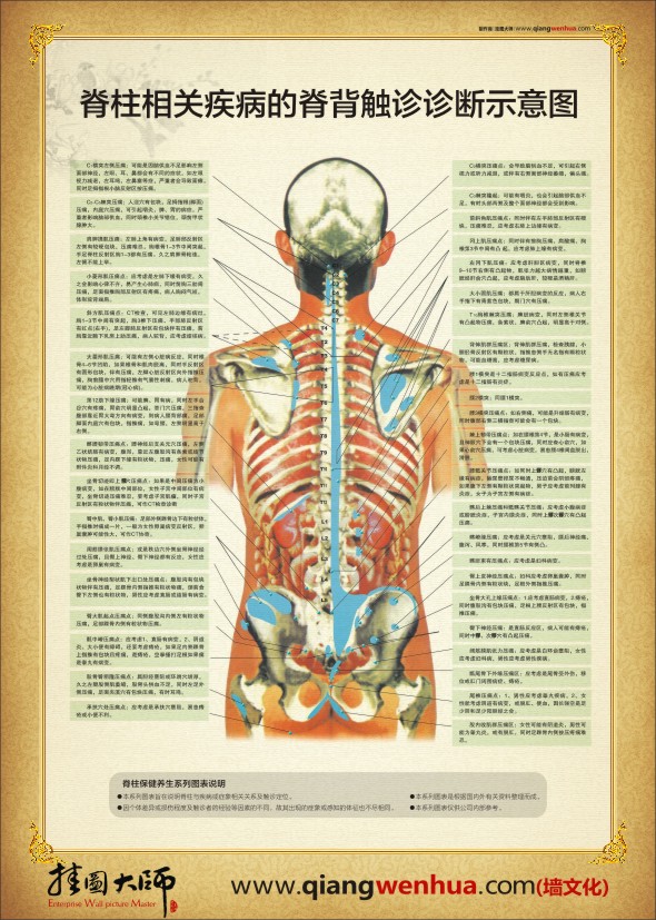 人体脊柱示意图