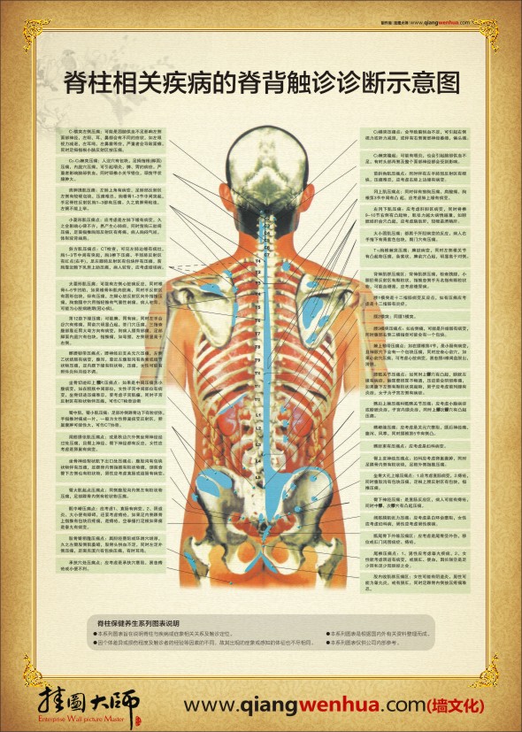 脊柱示意图