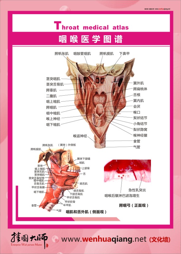 人体结构解剖图     咽喉医学图谱   