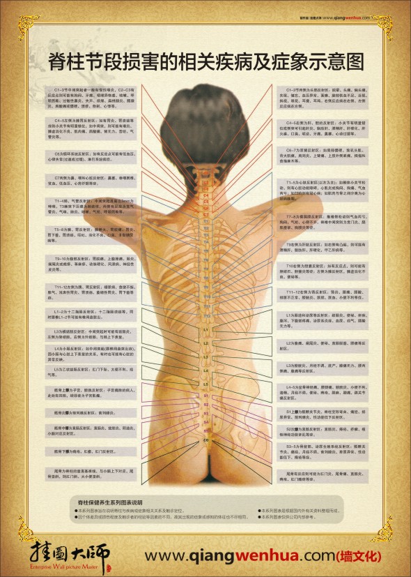 人体脊柱示意图 人体结构图
