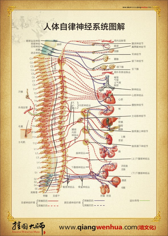 人体系统机构图  人体系统解剖图