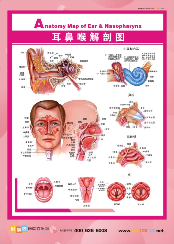 人体结构解剖图    耳鼻喉解剖图    