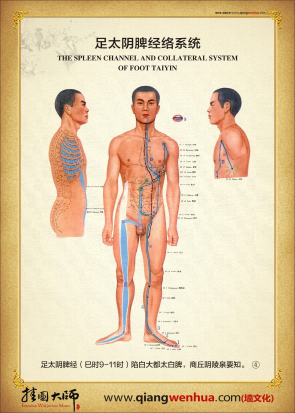 足太阴脾经络系统 经络系统图