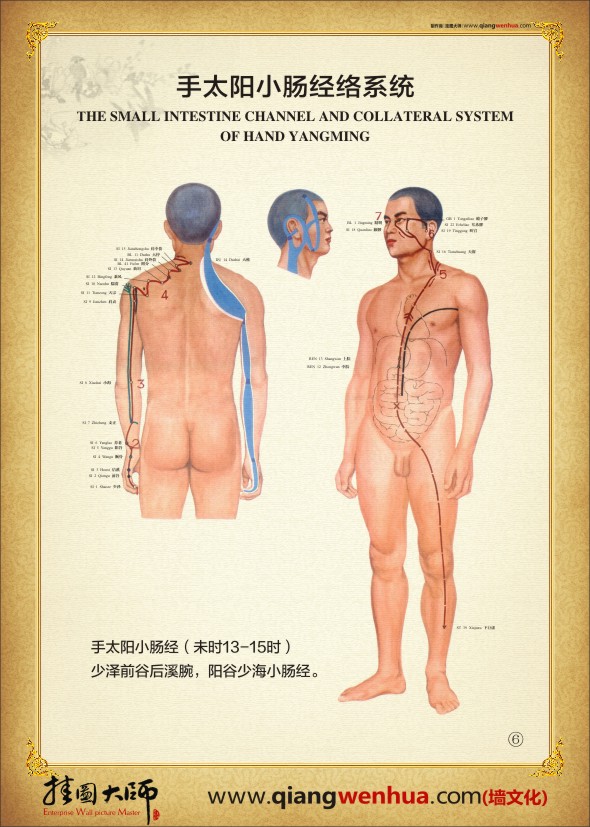 手太阳小肠经络系统 人体经络系统图
