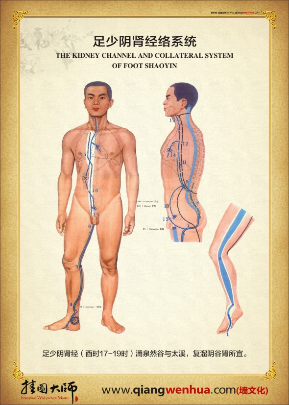 足少阴肾经络系统 人体经络示意图