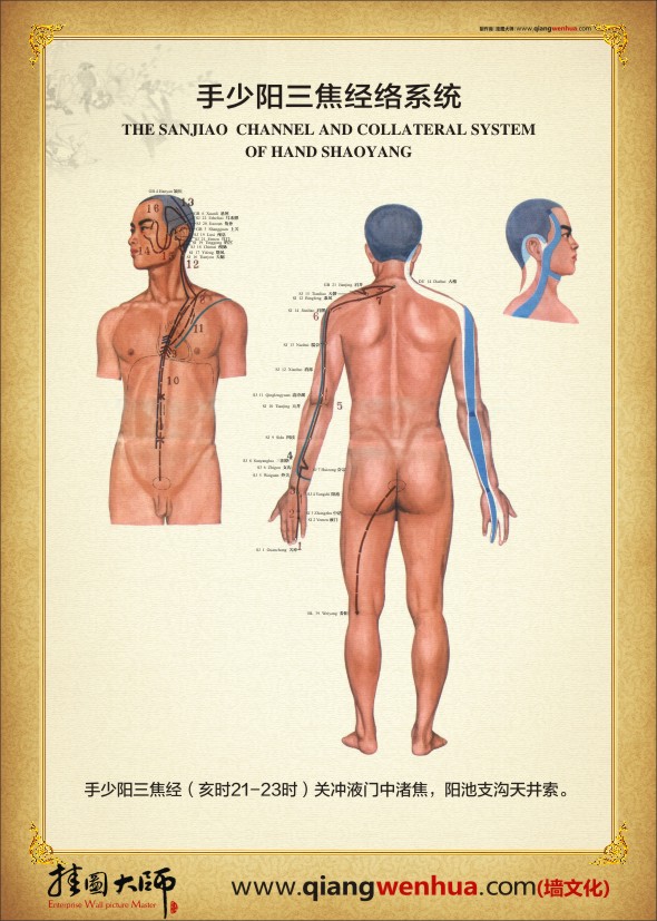 手少阳三焦经络系统 人体经络系统图
