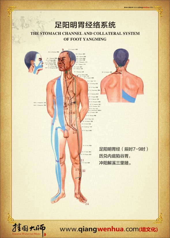 足阳明胃经络系统  人体经络图