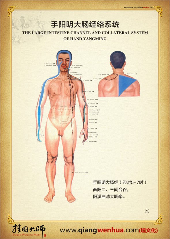 手阳明大肠经络系统  人体经络示意图