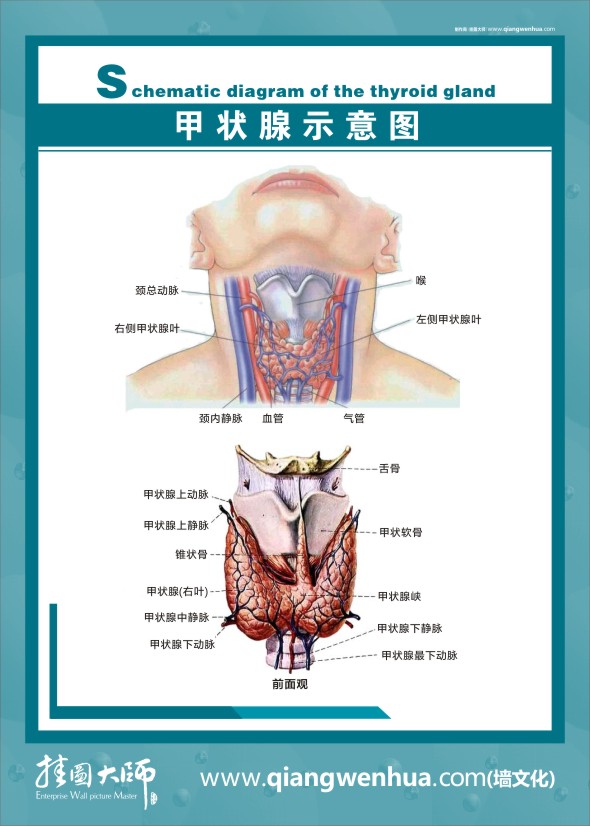 甲状腺示意图