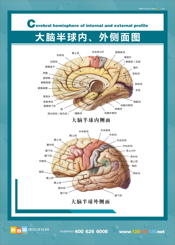 医学解剖图-大脑解剖图半球内、外侧面图