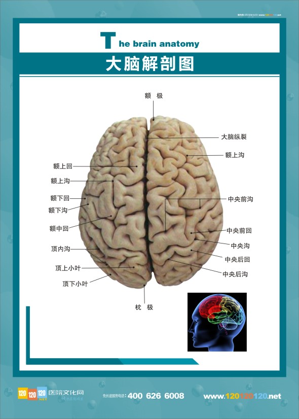 大脑解剖图 大脑解剖结构图 医学解剖图-大脑解剖图