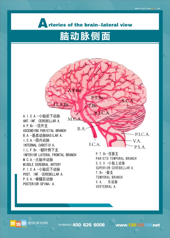 大脑解剖图 医学解剖图-脑动脉侧面 大脑侧面图