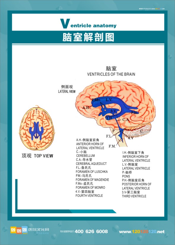 医学人体解剖图-脑室解剖图