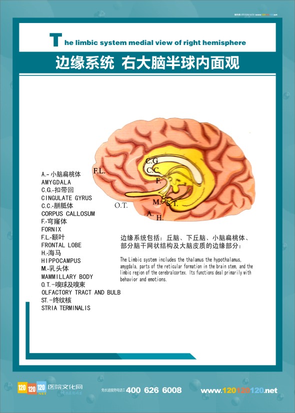 大脑边缘系统  大脑解剖结构图 医学解剖图-边缘系统右大脑半球内面观