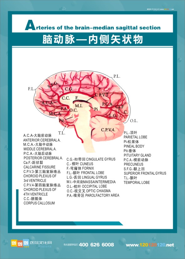 大脑解剖图 医学解剖图-脑动脉-内侧矢状物