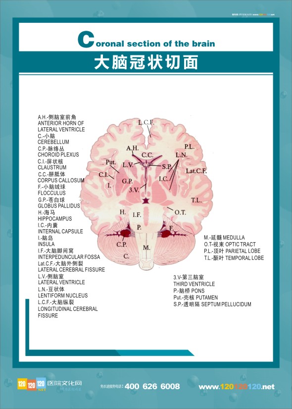 大脑解剖结构图 医学解剖图-大脑冠状切面