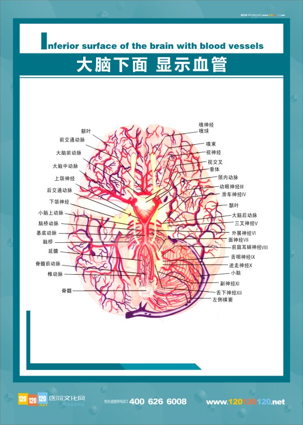 大脑血管解剖 医学解剖图-大脑下面 显示血管