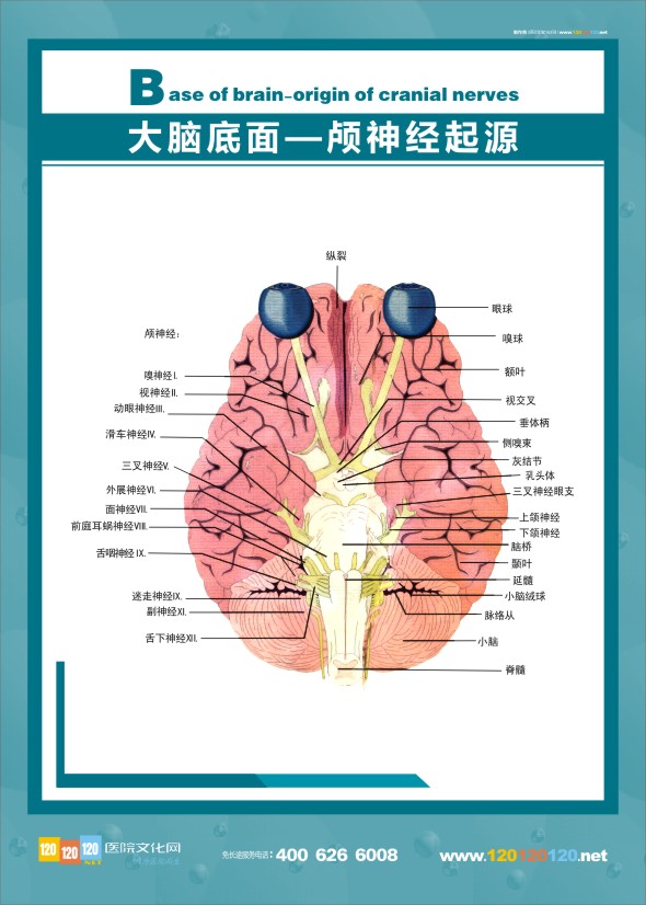 医学人体解剖图 大脑解剖图 医学解剖图-大脑底面-颅神经起源