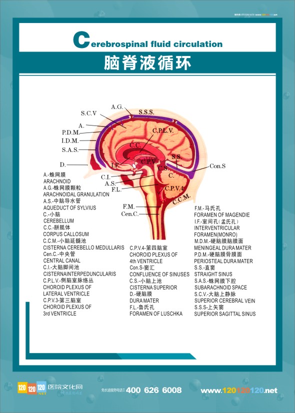 脑脊液循环图 医学解剖图-脑脊液循环