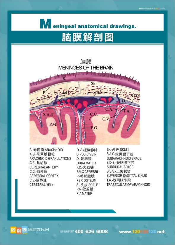 脑膜解剖图 医学解剖图-脑膜解剖图