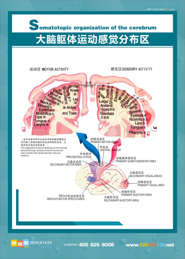 医学人体解剖图 大脑解剖图 大脑解剖结构图 医学解剖图-大脑躯体运动感觉分布图