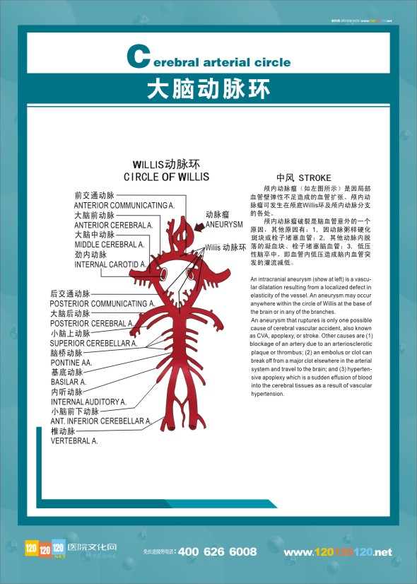 大脑解剖图  医学解剖图-大脑动脉环