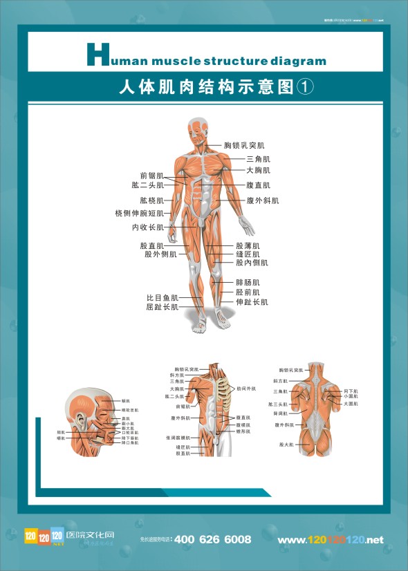 人体神经结构图-人体肌肉示意图1