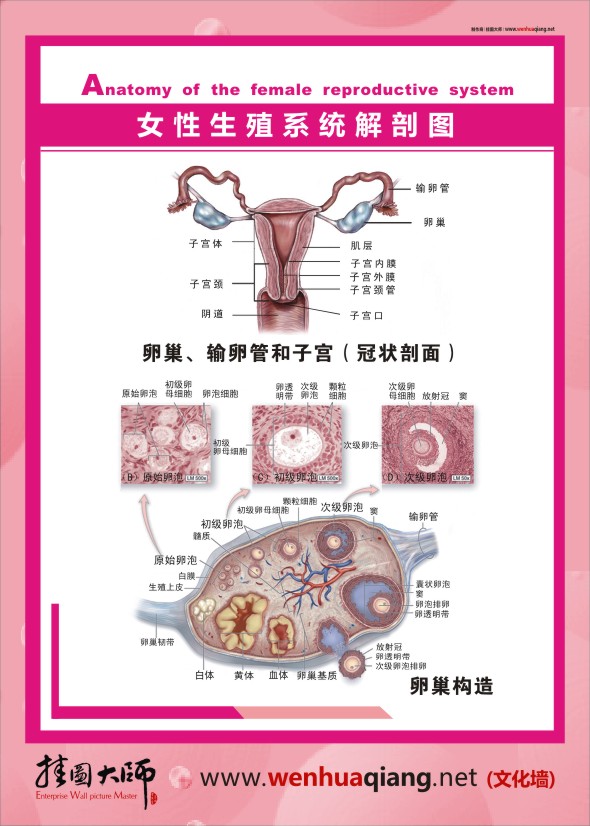 人体结构解剖图   女性生殖系统解剖图    人体结构图