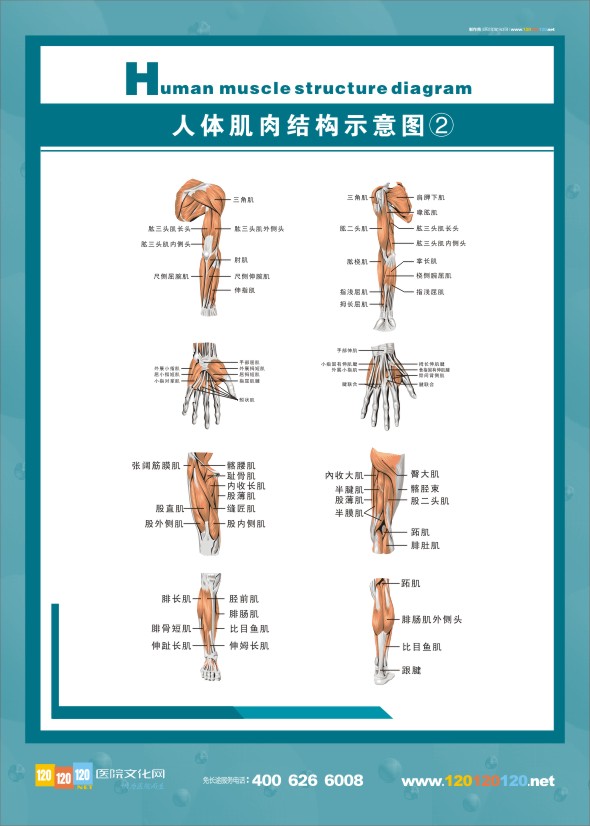 人体结构解剖结构图-人体肌肉结构示意图2