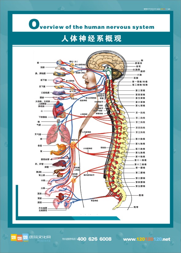 人体神经系统概观