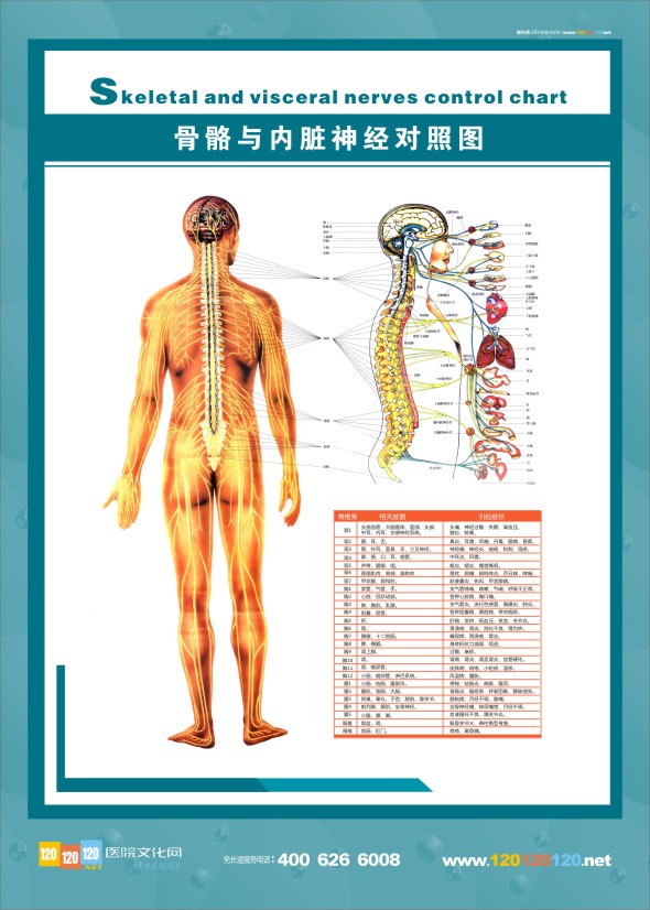 人体神经结构图-骨骼与内脏神经对照图