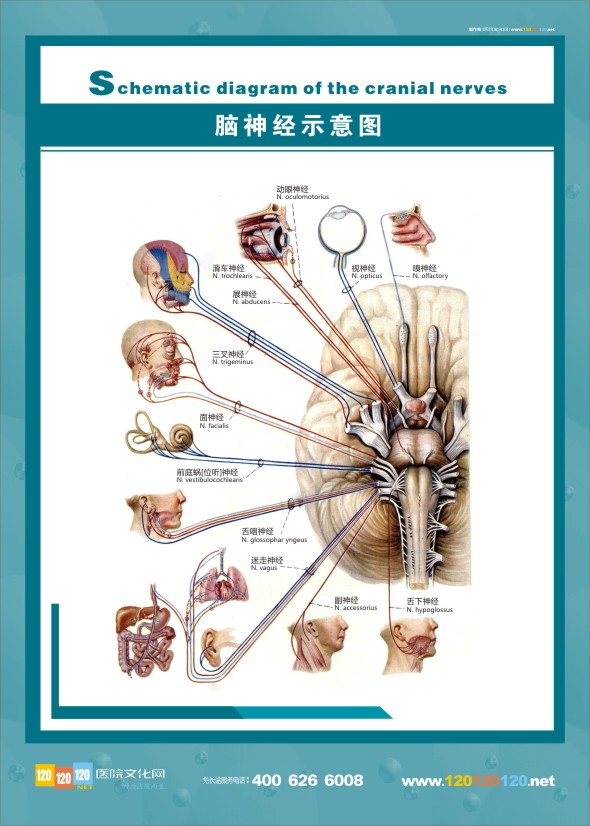 人体神经结构图-脑神经示意图