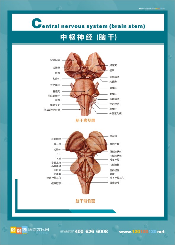 人体神经结构图-中枢神经（脑干)