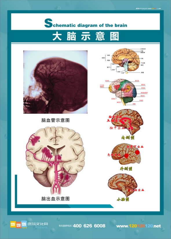 人体大脑结构图-大脑示意图