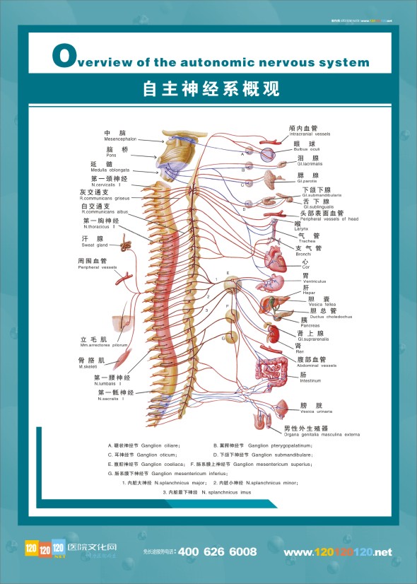 人体神经结构图-自主神经系概观