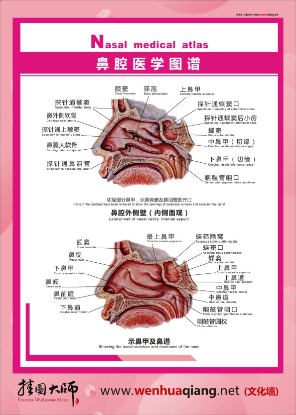 鼻腔医学图谱   人体结构解剖图  人体结构图 