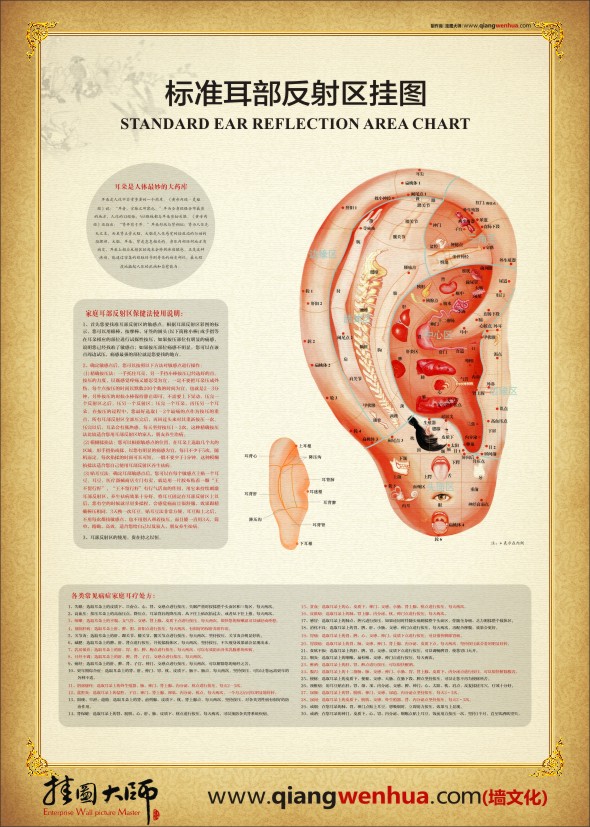 人体医学图谱 耳部反射区图 