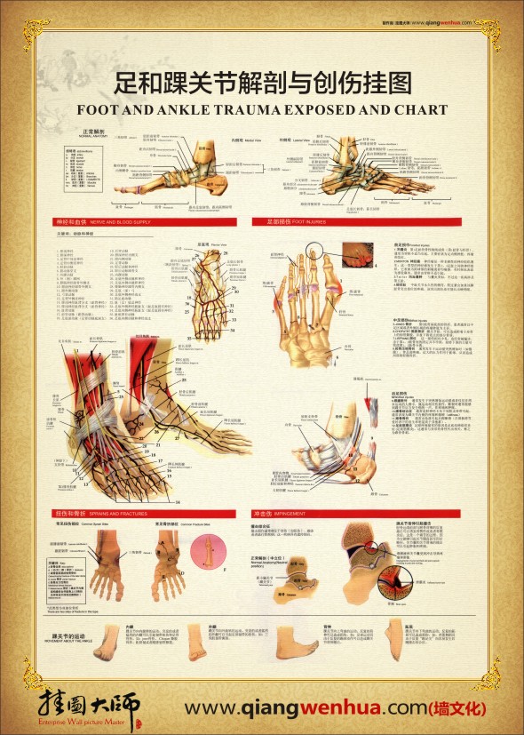 踝关节结构图 足和踝关节解剖与创伤挂图