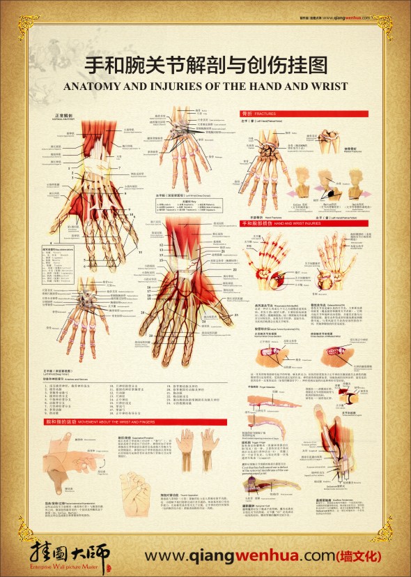 腕关节解剖图 手部解剖图