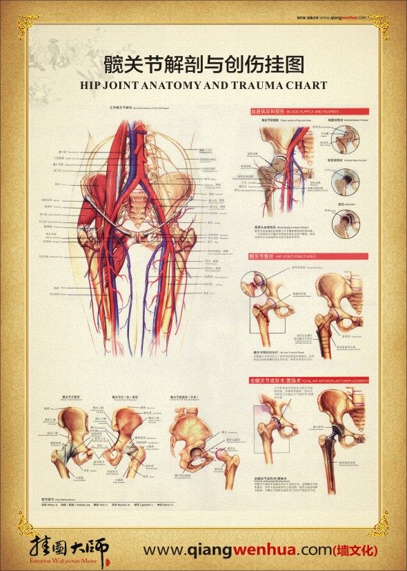 髋关节解剖图 人体结构解剖图