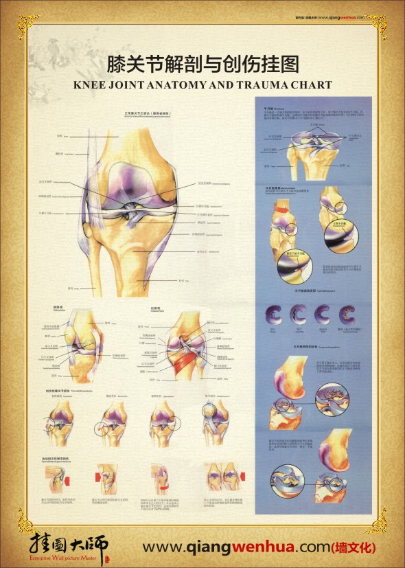 膝关节解剖图 人体关节解剖图