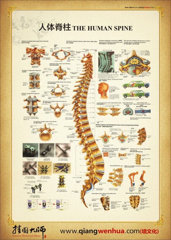 人体脊柱解剖图  人体骨骼解剖图