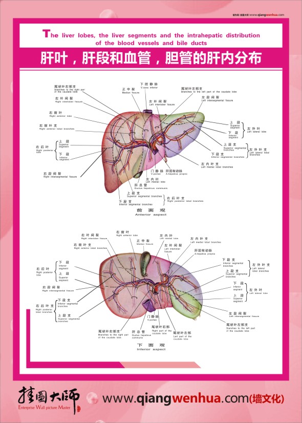 人体肝脏图 人体肝脏解剖图