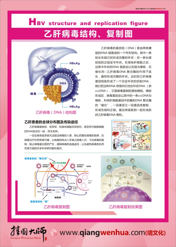 人体肝脏图 人体肝脏结构