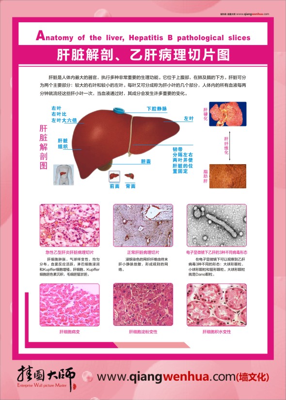 肝脏陪剖图  肝脏病理切片图