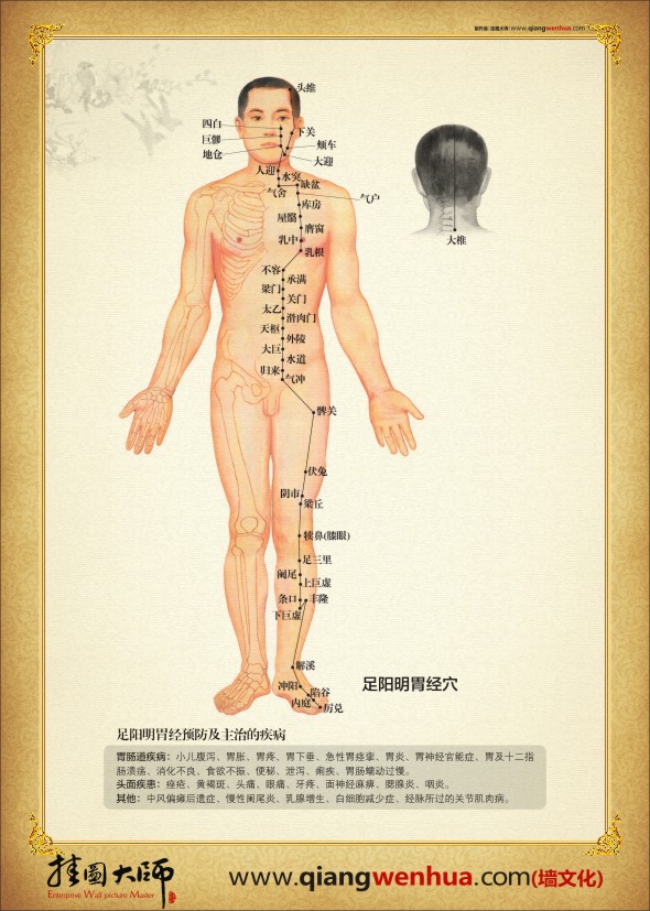 足阳明胃经穴位图 中医经络穴位图