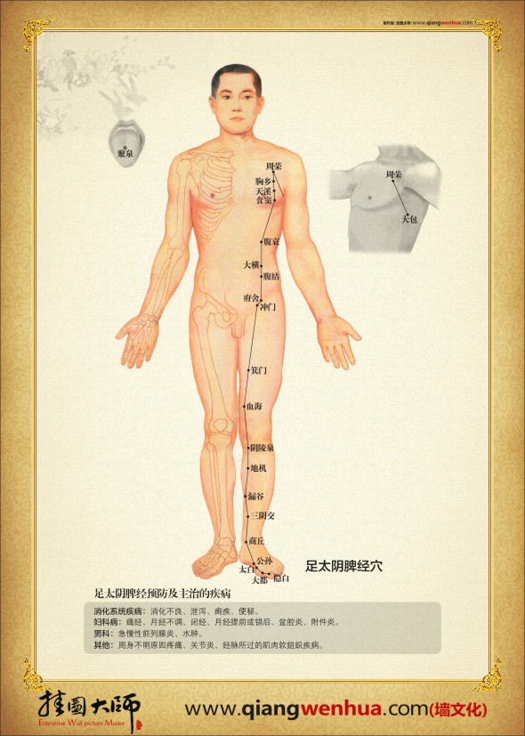 足太阴脾经穴位图  人体经络穴位图 