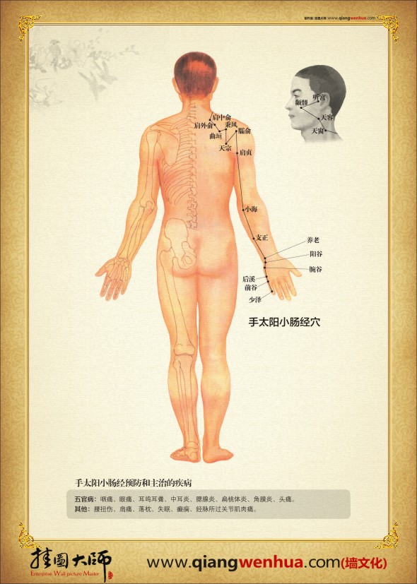 手太阳小肠经穴 中医穴位图